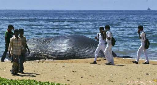 Sri Lanka s Unexpected Collaboration Aims to Protect Blue Whales, Yet Faces Hurdles