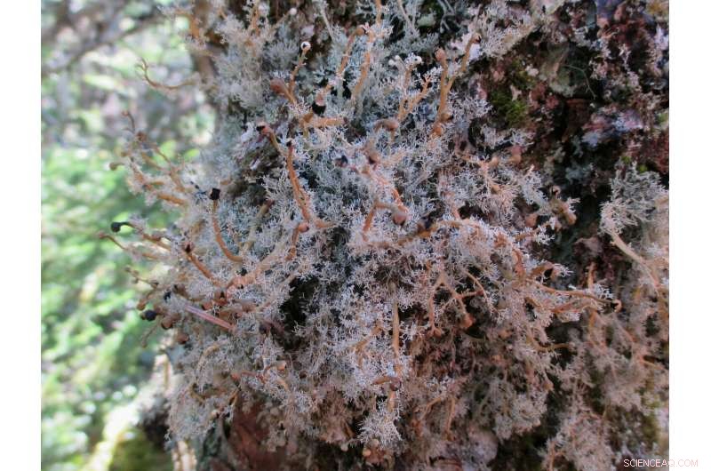 Lichens as Key Indicators for Assessing Conservation Value of Old‑Growth Forests