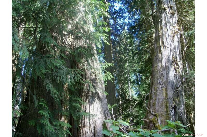 Lichens as Key Indicators for Assessing Conservation Value of Old‑Growth Forests