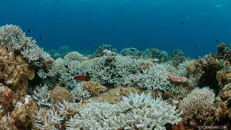 Coastal Resorts Ban Sunscreen to Protect Coral Reefs