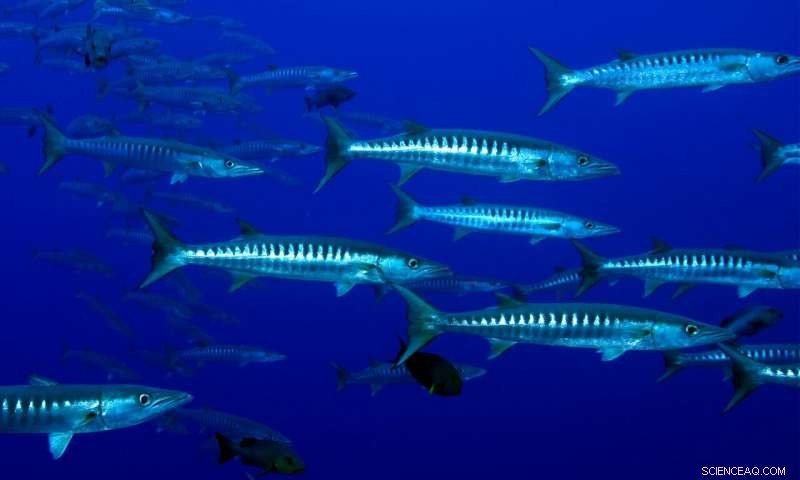 The Blue Economy: Turning Ocean Potential into Sustainable Prosperity