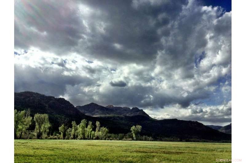 Climate-Driven Tree Evolution Reshapes Forest Ecosystems