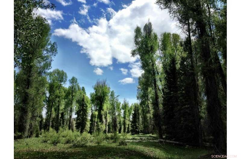 Climate-Driven Tree Evolution Reshapes Forest Ecosystems