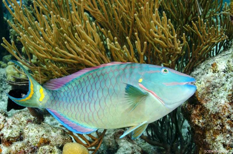 How Fish Diversity Drives Caribbean Coral Reef Health