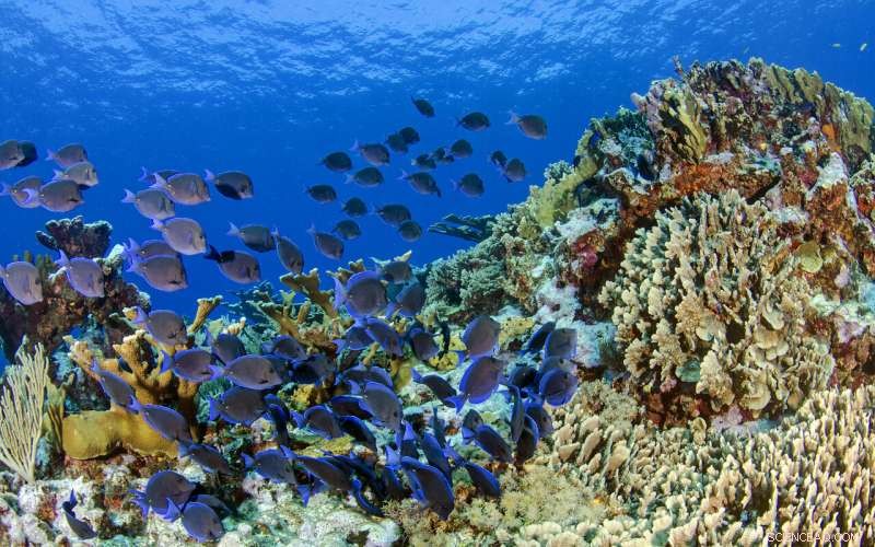 How Fish Diversity Drives Caribbean Coral Reef Health