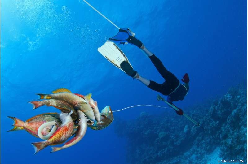 How Fish Diversity Drives Caribbean Coral Reef Health