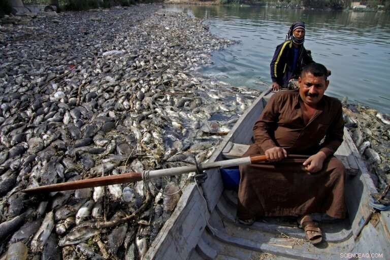 UN Confirms Herpes Virus as Cause of Mass Carp Deaths in Iraq