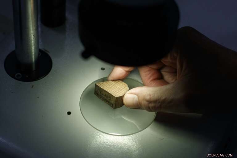 Combating Illegal Logging: Scientific Insights into Origin and Species Identification