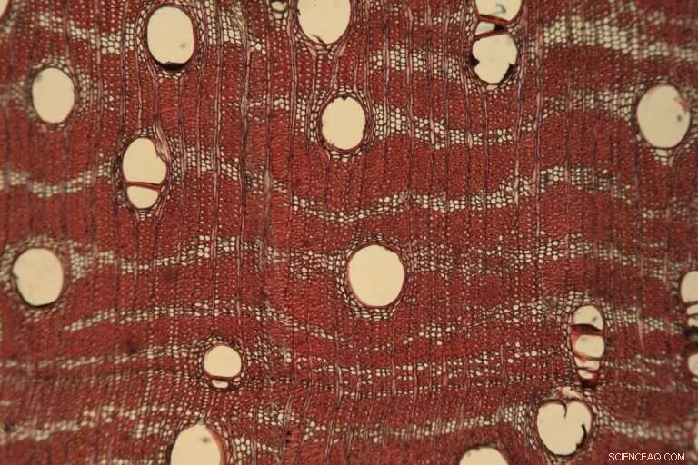 Combating Illegal Logging: Scientific Insights into Origin and Species Identification