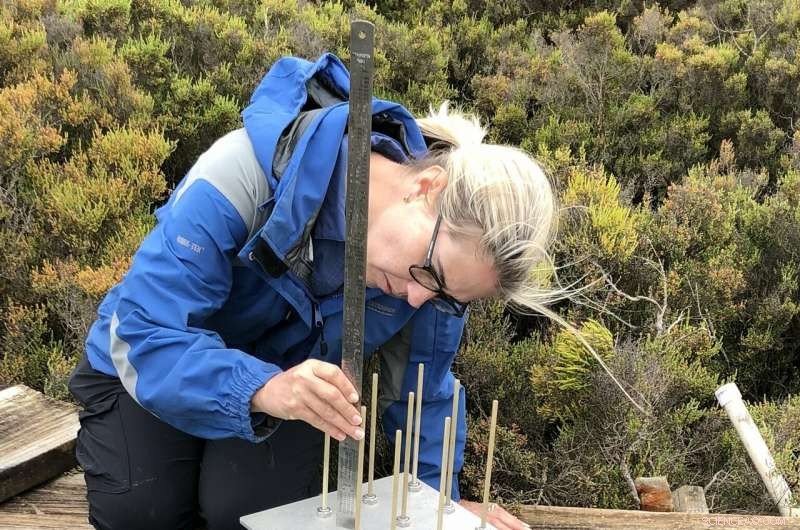 Wetlands Amplify Carbon Sequestration as Sea Levels Rise