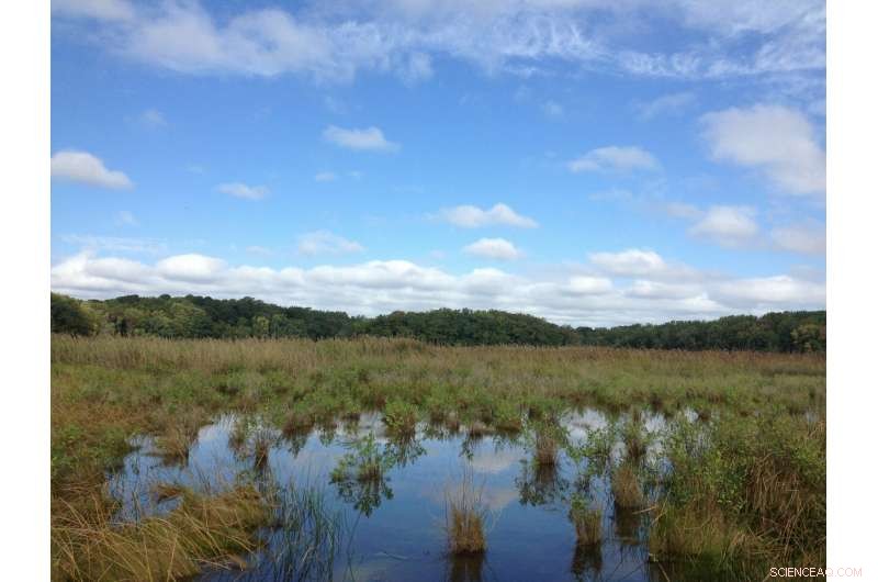 Wetlands Amplify Carbon Sequestration as Sea Levels Rise