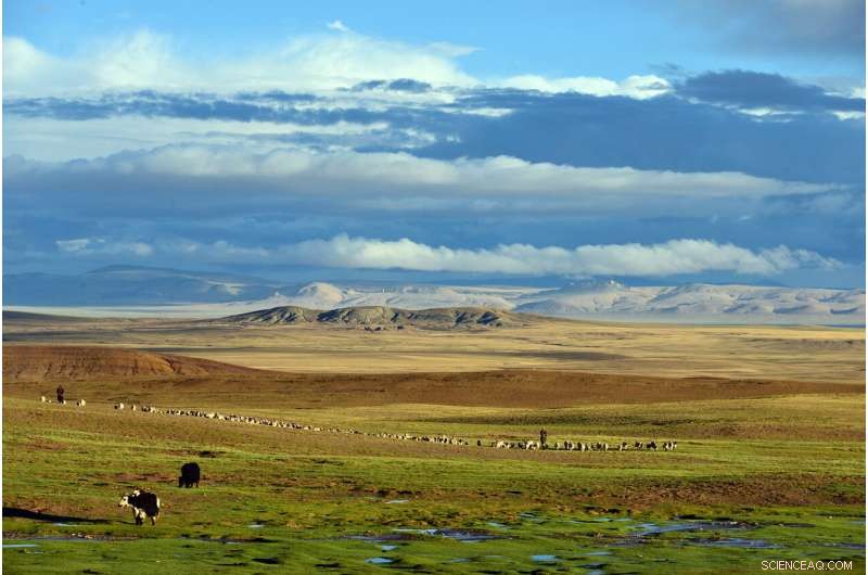 Revealing Prehistoric Tibet: 25‑Million‑Year‑Old Fossil Palms Redefine Central Landscape