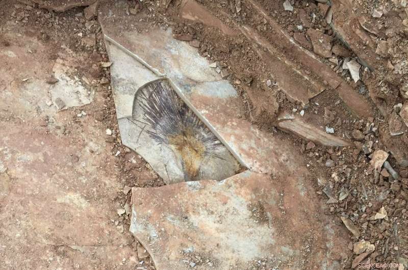 Revealing Prehistoric Tibet: 25‑Million‑Year‑Old Fossil Palms Redefine Central Landscape