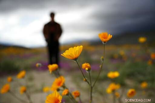 Second California Super Bloom Sparked by Recent Rainfall
