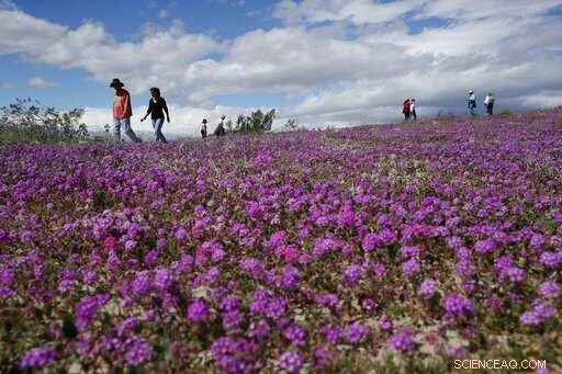 Second California Super Bloom Sparked by Recent Rainfall