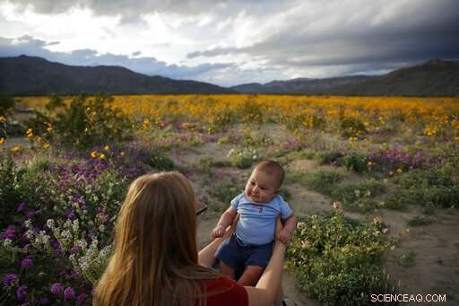 Second California Super Bloom Sparked by Recent Rainfall