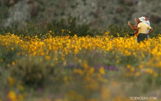 Second California Super Bloom Sparked by Recent Rainfall