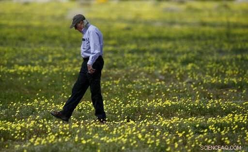 Second California Super Bloom Sparked by Recent Rainfall