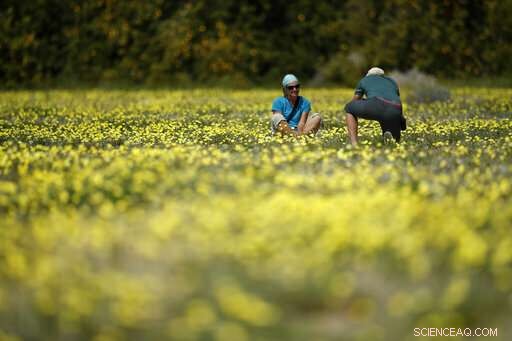 Second California Super Bloom Sparked by Recent Rainfall