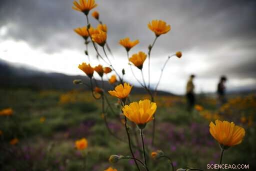 Second California Super Bloom Sparked by Recent Rainfall