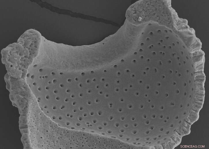 Deep Southern Ocean Drives Stronger Ice Ages, Study Finds