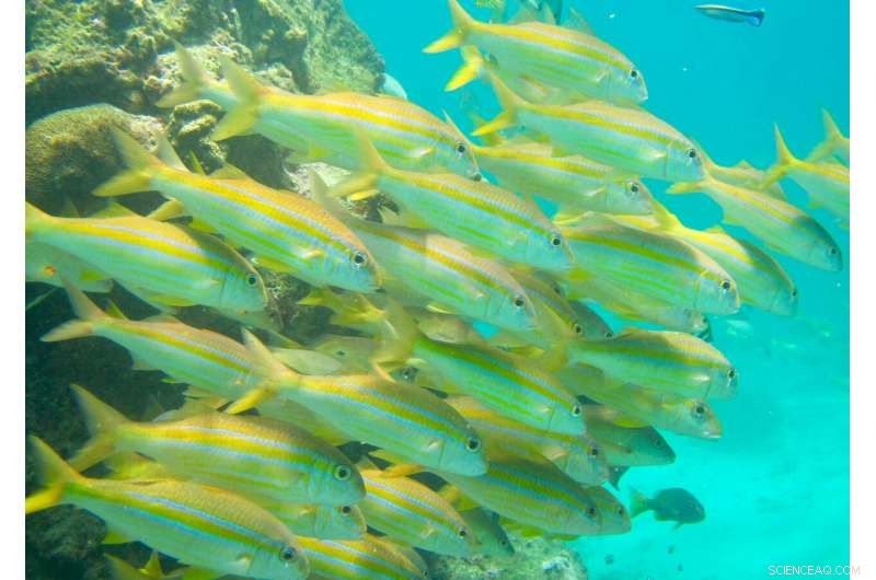 Coral Reef Protected Areas Preserve Only 40% of Fish Biomass Potential, Study Finds