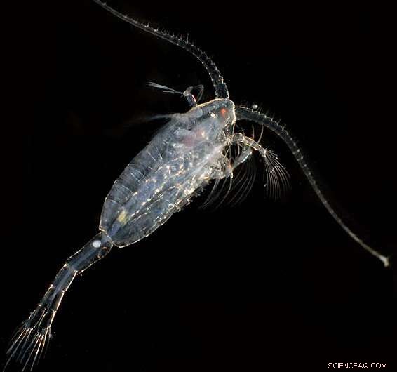 Tiny Copepods: Small Creatures, Big Ocean Impact