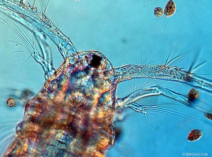 Tiny Copepods: Small Creatures, Big Ocean Impact