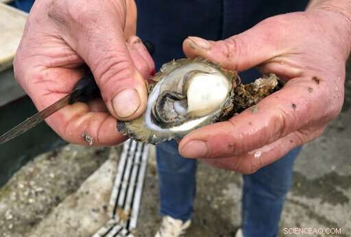 Top Croatian Oyster Farmers Alarmed by Norovirus Detection in Mali Ston Bay