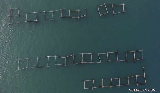 Top Croatian Oyster Farmers Alarmed by Norovirus Detection in Mali Ston Bay