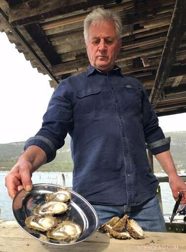 Top Croatian Oyster Farmers Alarmed by Norovirus Detection in Mali Ston Bay