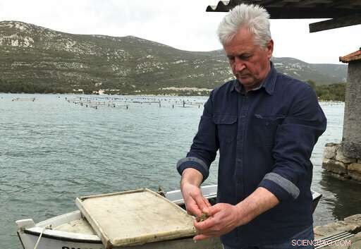 Top Croatian Oyster Farmers Alarmed by Norovirus Detection in Mali Ston Bay
