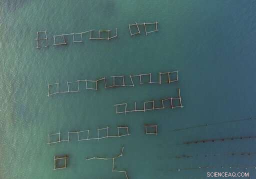 Top Croatian Oyster Farmers Alarmed by Norovirus Detection in Mali Ston Bay