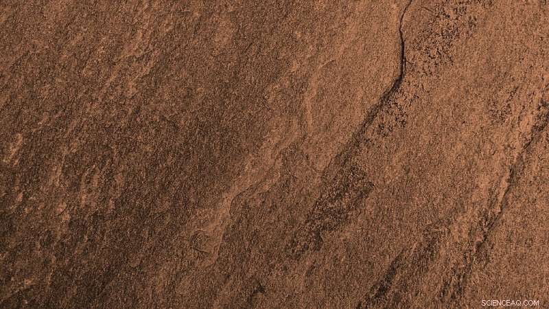 Copper’s Abundant Role in the Rise of Early Animals