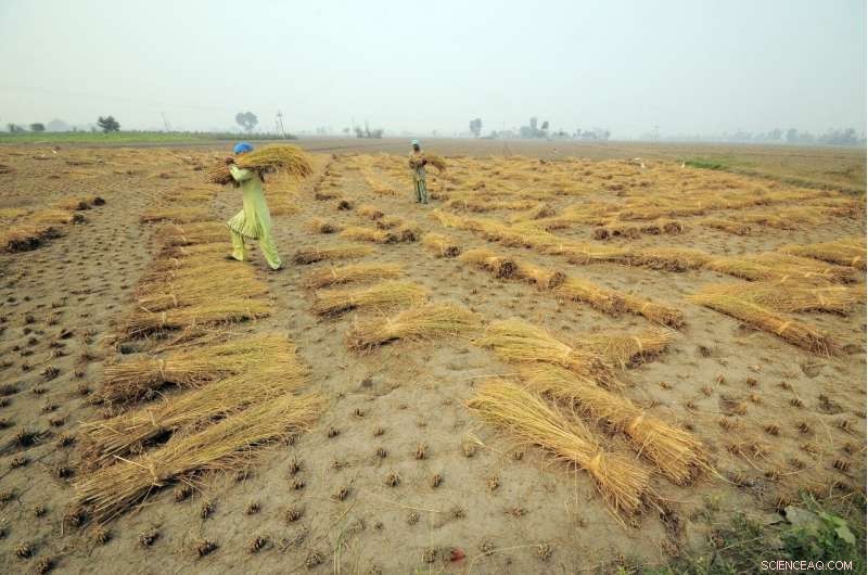 Projected Rainfall Shifts for Key Crops Persist Despite Lowered Greenhouse Gas Emissions