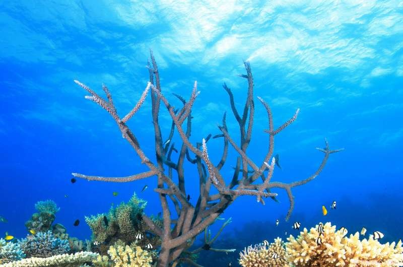 Scientists Find No Silver Bullet for Saving the Great Barrier Reef