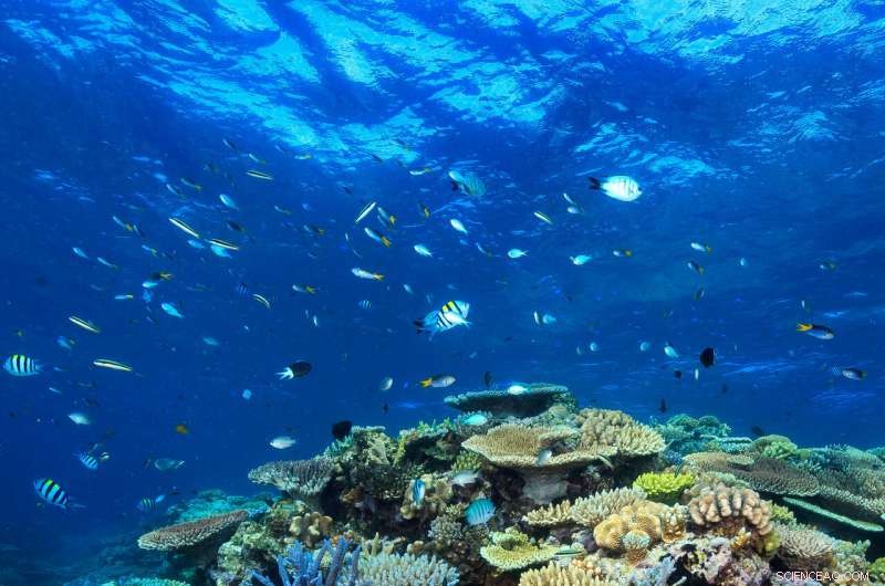 Scientists Find No Silver Bullet for Saving the Great Barrier Reef