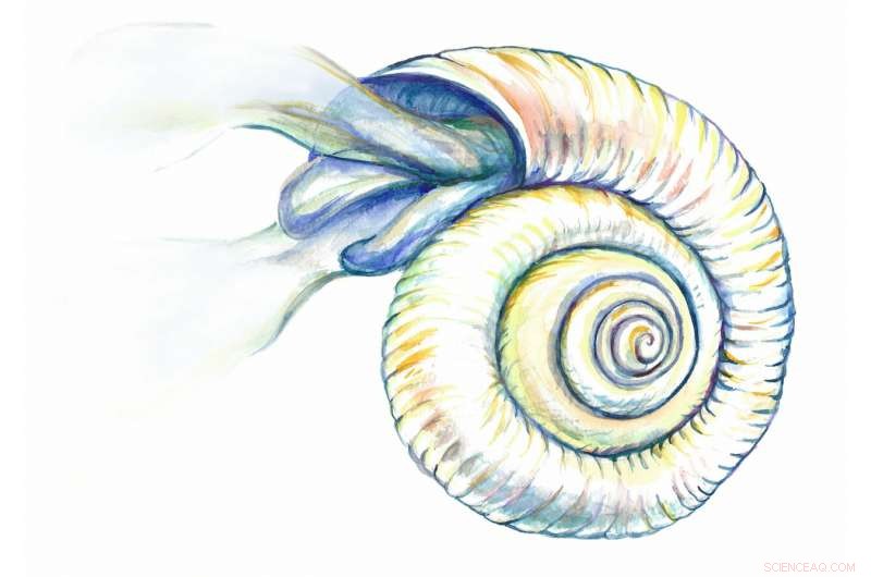 Urgent: Acidification Is Shrinking the Living Horizon for Southern Ocean Marine Organisms