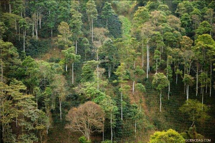 Researchers Reveal Proven Strategies for Coffee Growers to Boost Profits Sustainably