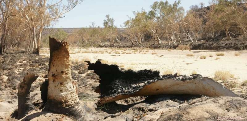 Hidden Summer Bushfires and the Invasive Species Igniting Them