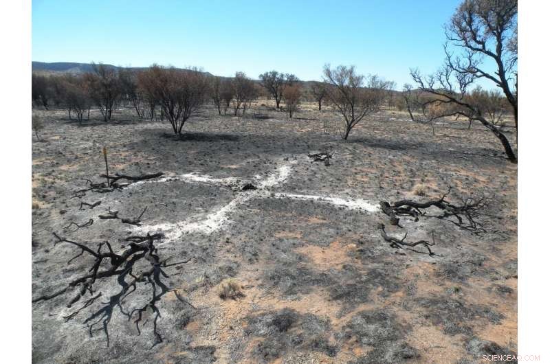 Hidden Summer Bushfires and the Invasive Species Igniting Them