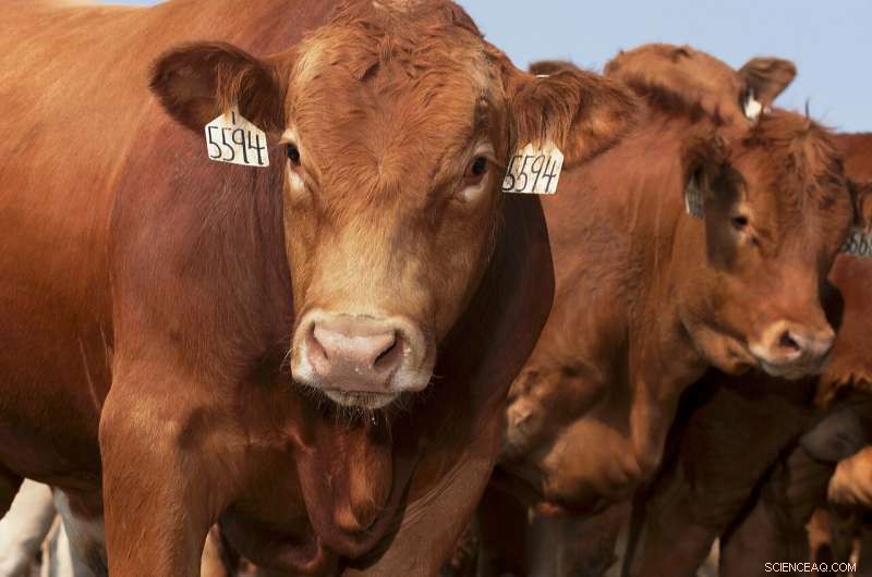 New Study Illuminates U.S. Beef Production s Resource Use and Greenhouse Gas Footprint