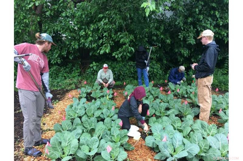 How Urban Gardens Transform City Ecosystems