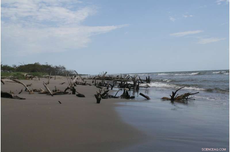 Upriver Hydroelectric Dams Threaten Coastal Ecosystems