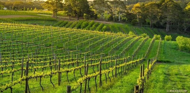 How Climate Change Is Altering Wine Harvests — A Critical Update for Wine Enthusiasts