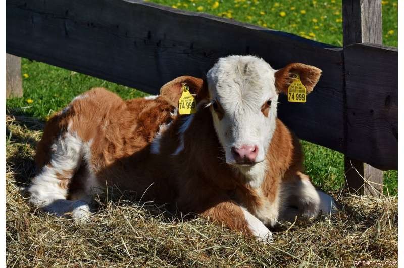 Buying and Selling Cattle Connects Farms Across Thousands of Networks