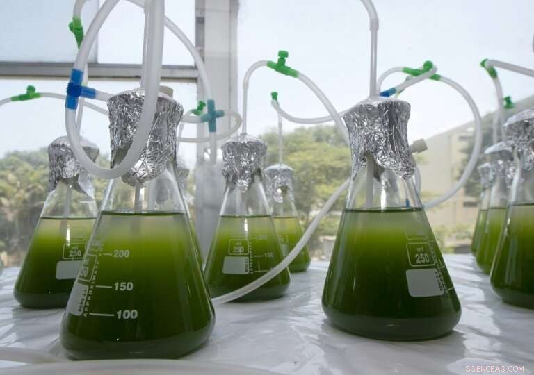 Peru Uses Green Algae to Combat Mining-Related Water Pollution