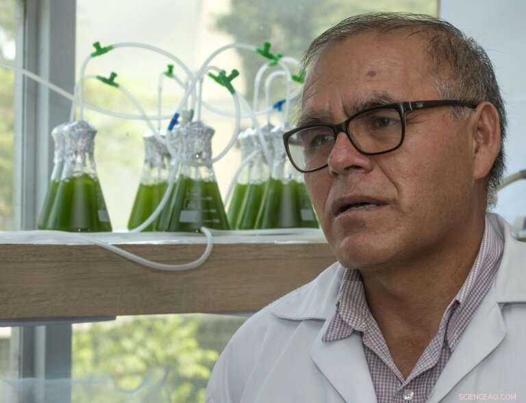 Peru Uses Green Algae to Combat Mining-Related Water Pollution