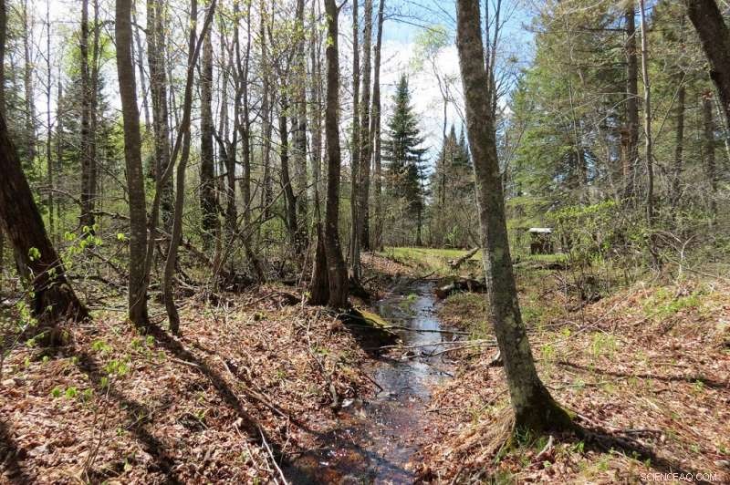 Fast‑moving Nitrogen Pathways: How Forests Channel Nitrate to Streams