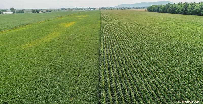 McGill Study Reveals Glyphosate’s Hidden Role in Boosting Soil and Waterway Phosphorus Levels